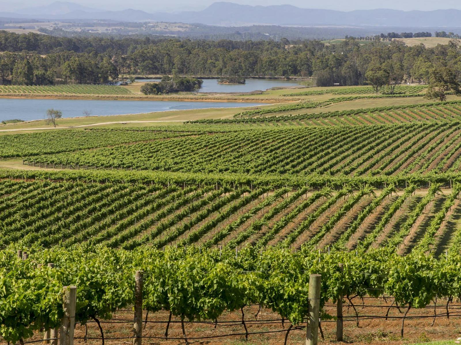 헌터 밸리(Hunter Valley)의 포도원 너머로 아름다운 전망을 즐기며 사이클링을 즐겨보세요.