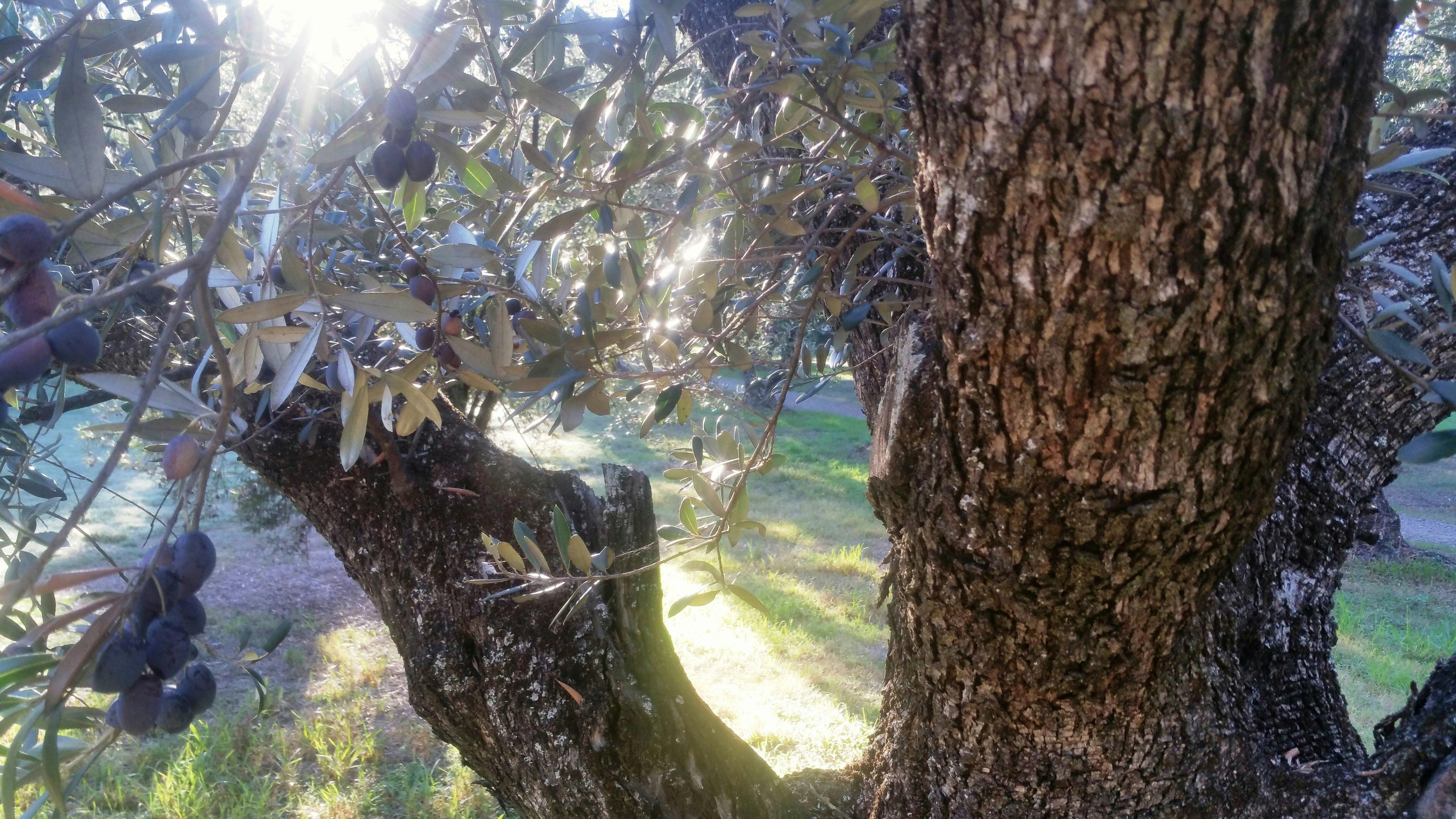 The Olive Groves (Parks 7 and 8)