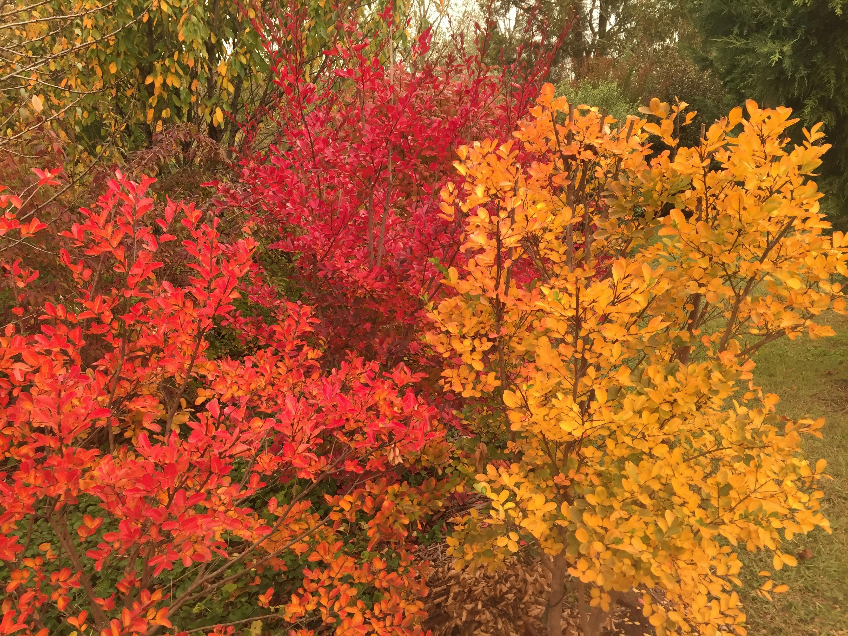 New England Autumn Garden Trail - Guyra