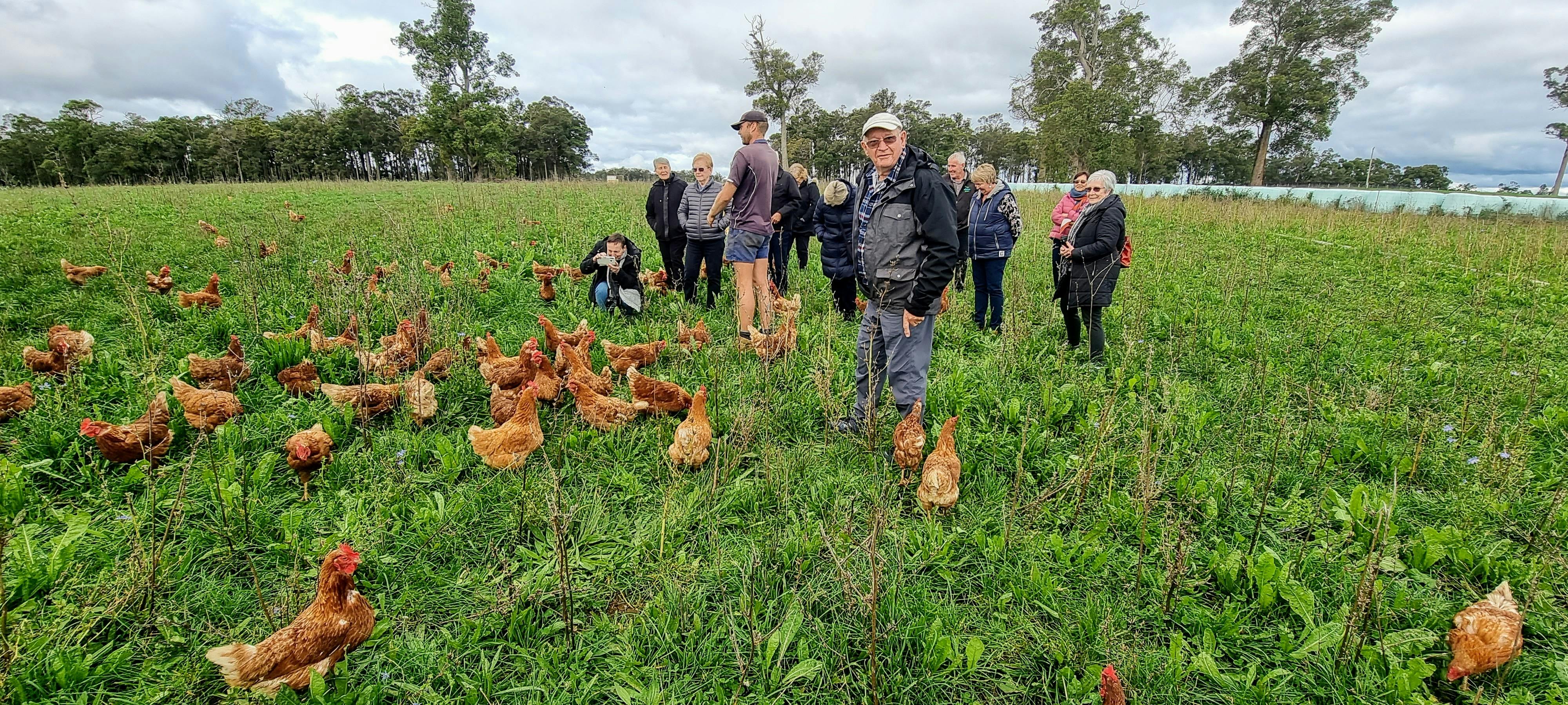 People standing in paddock with free range chickens at Three Ryans Farm