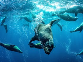 Jervis Bay Marine Park