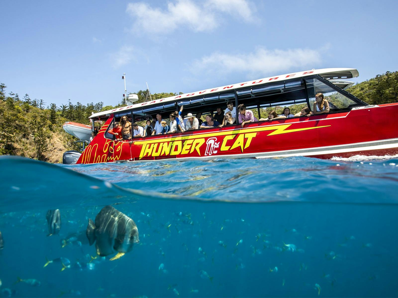 Red Cat Adventures - Snorkel Mantaray Bay