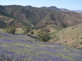 view from top of mountains with purple flowers in bloom