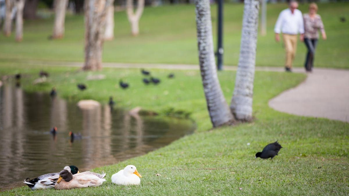 Centenary_Lakes_People_Path_Ducks_Visit_Moreton_Bay_Region