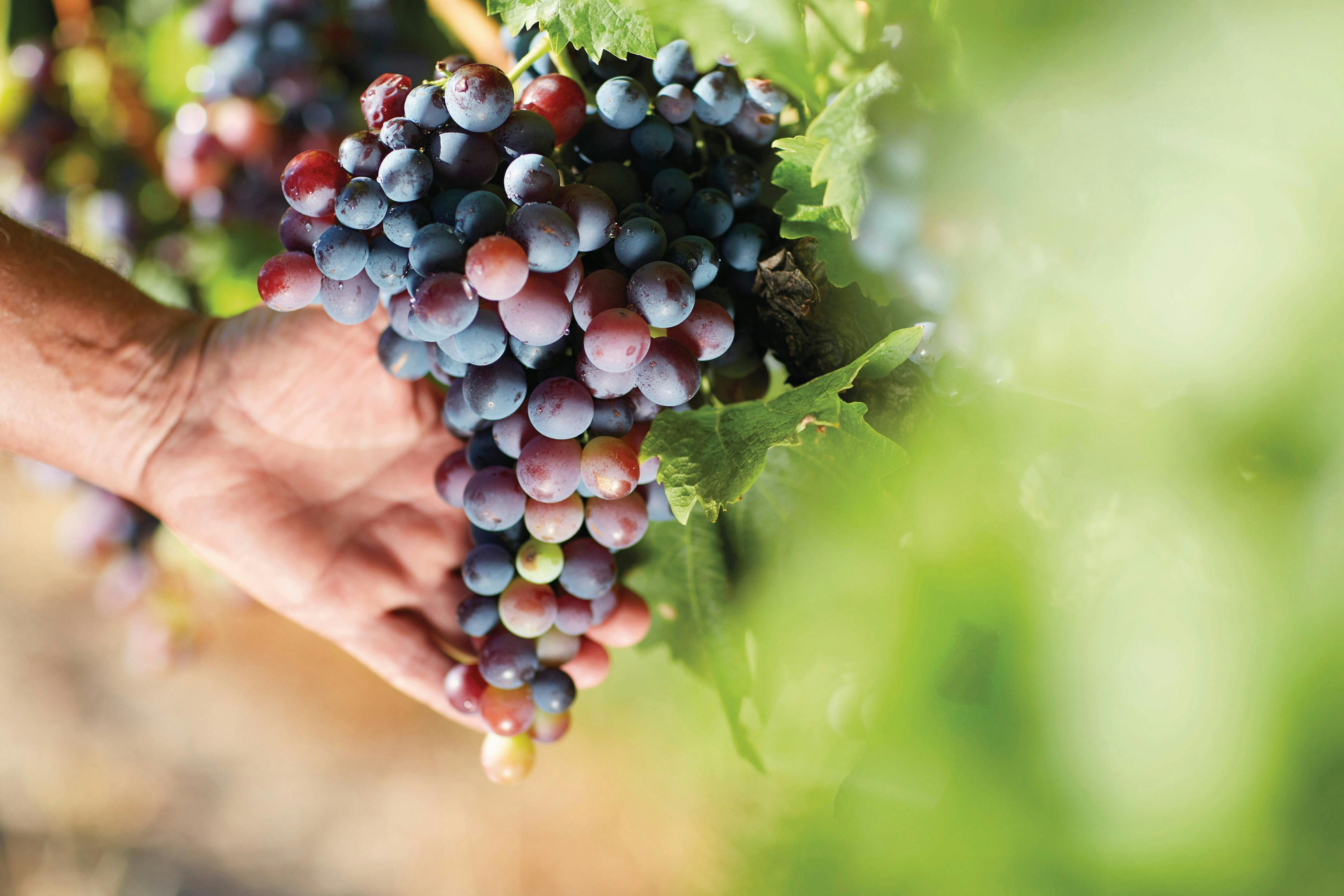 winemaker tending to his grapes