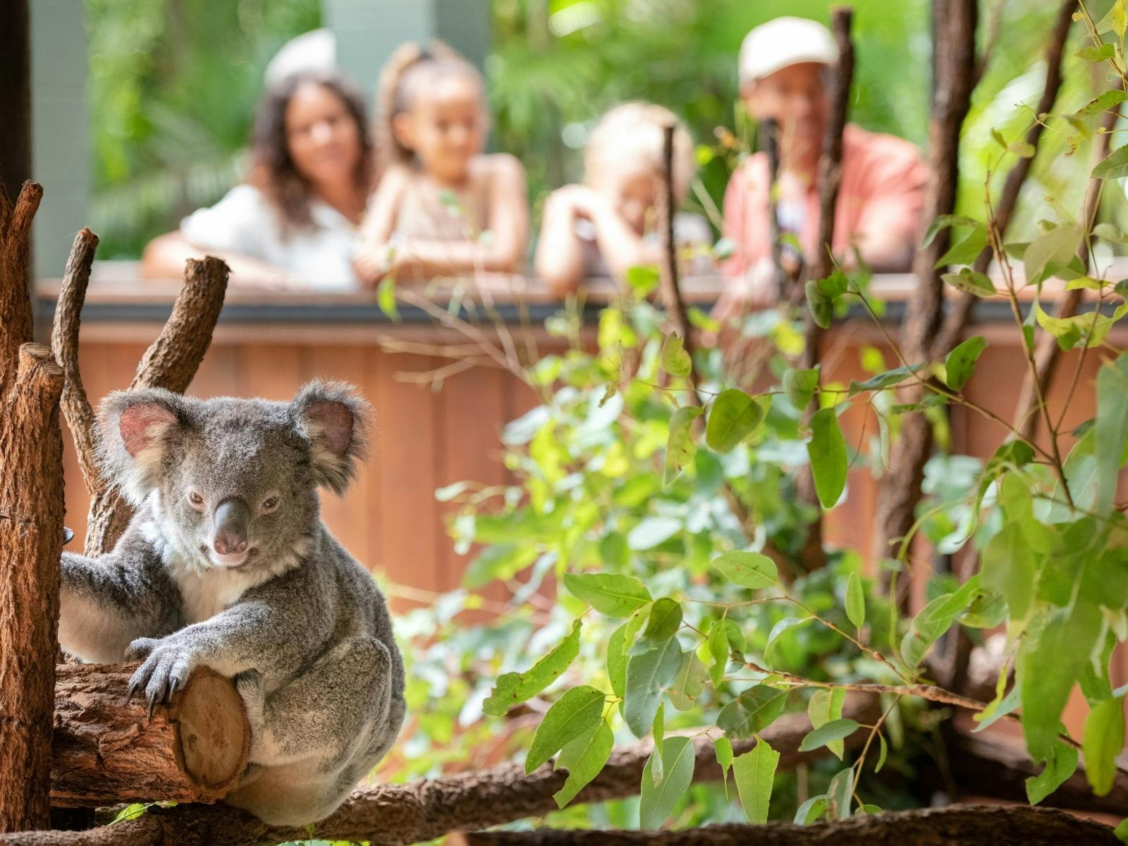 Koala in focus with family watching