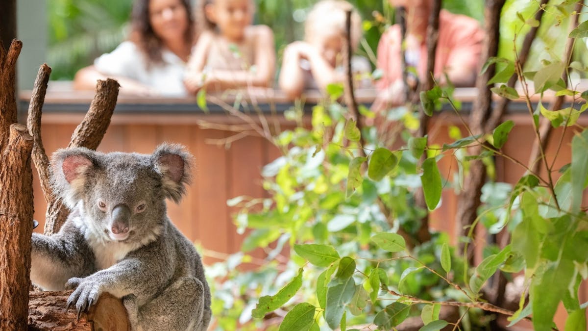 Koala in focus with family watching