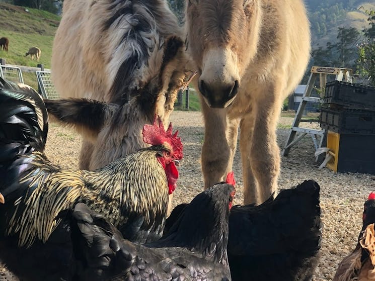 Donkeys and Chickens