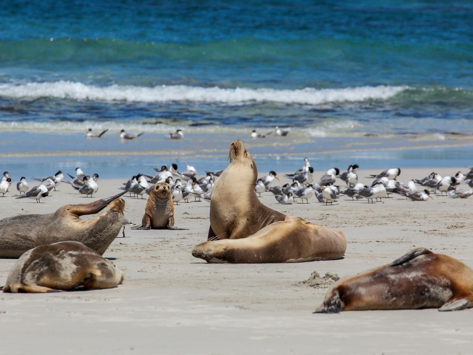 Seals