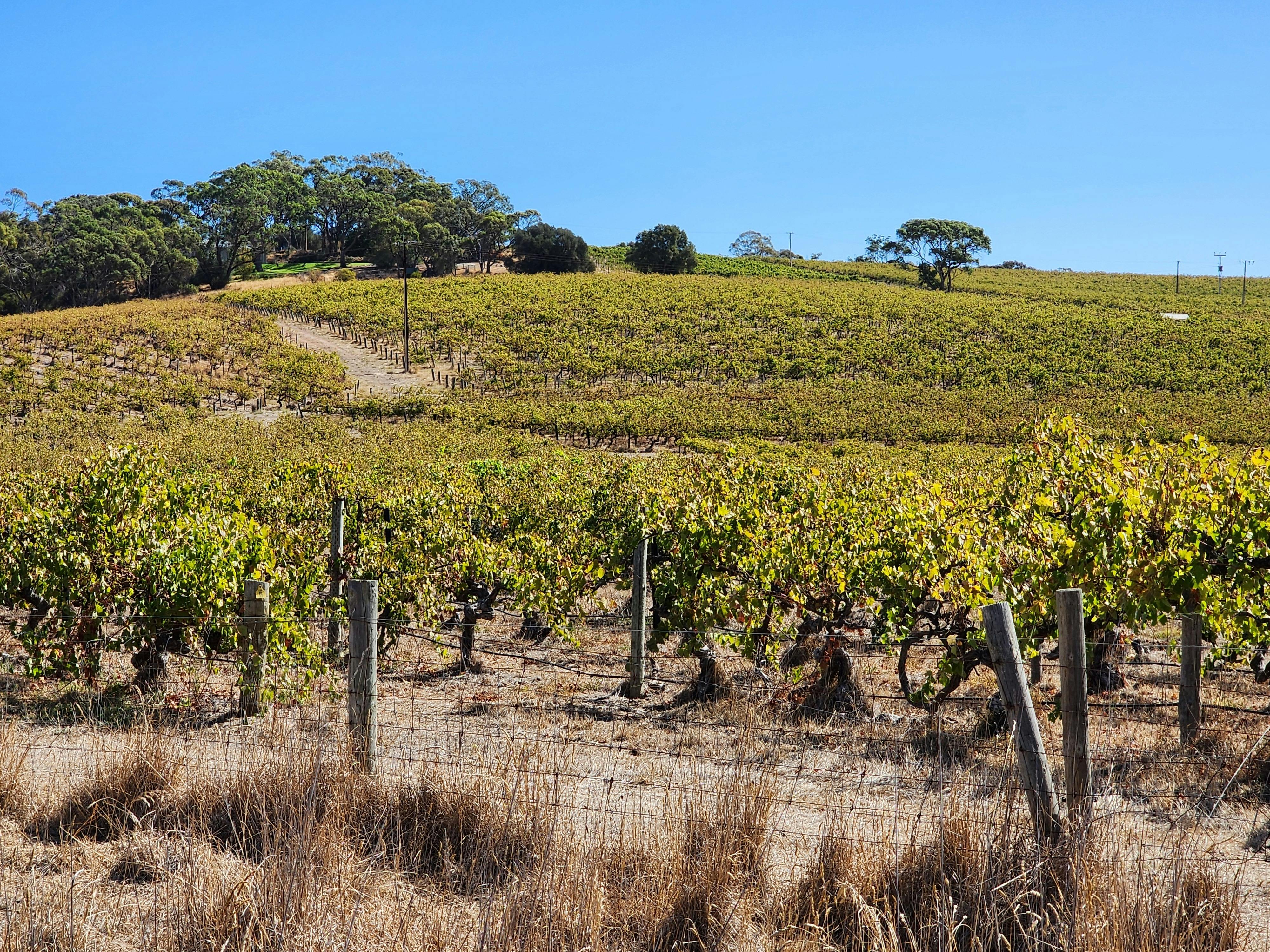 McLaren Vale Premium Wine and Brew Tour