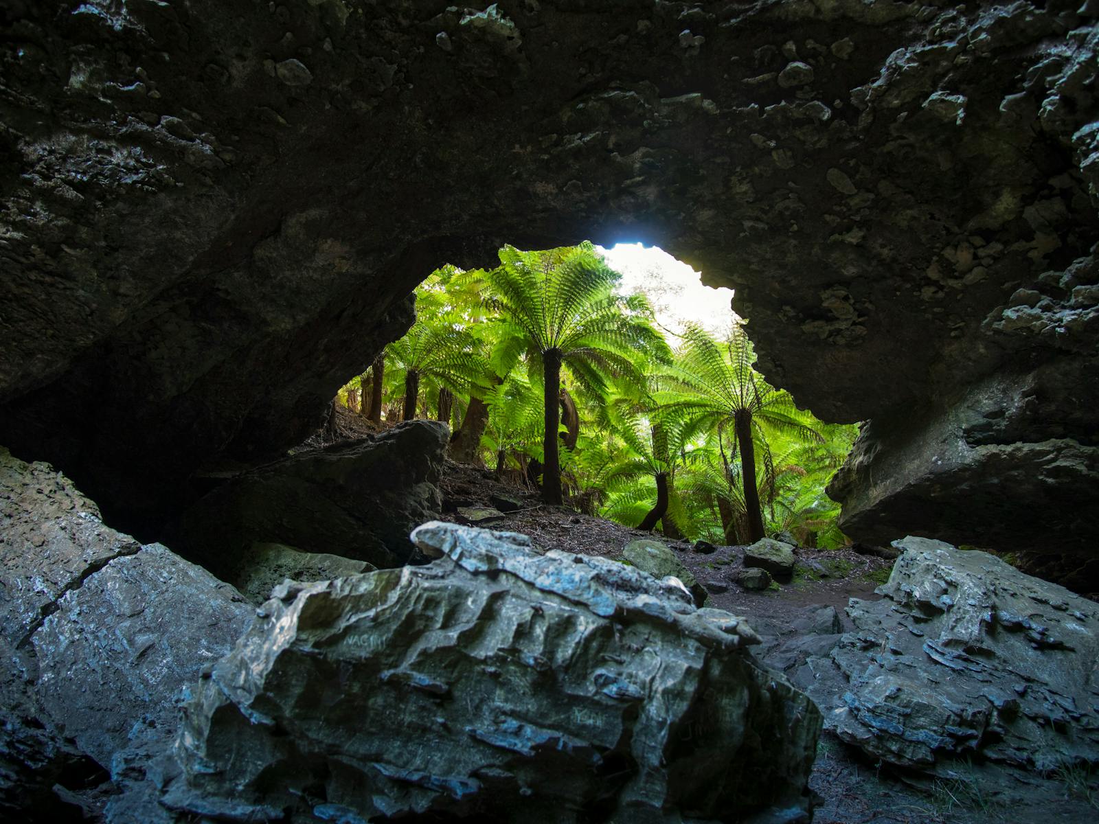 Trowutta Arch in takayna/Tarkine - The Great Ancient Rainforest