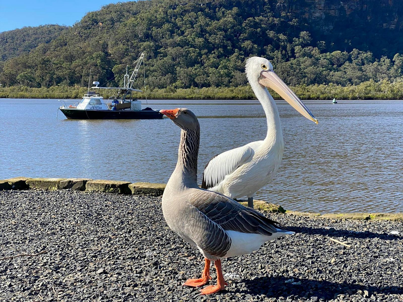 Birds at Spencer