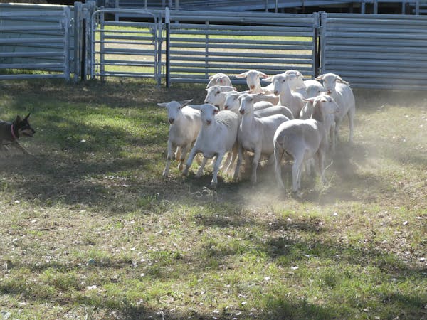 Australian Yard Dog  Championship & National Kelpie Field Trial Championship