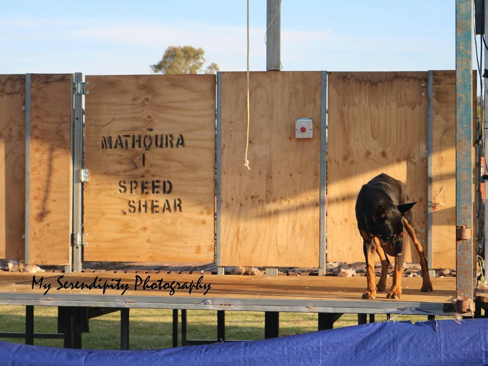 Image for Mathoura SpeedShear: cancer fundraiser