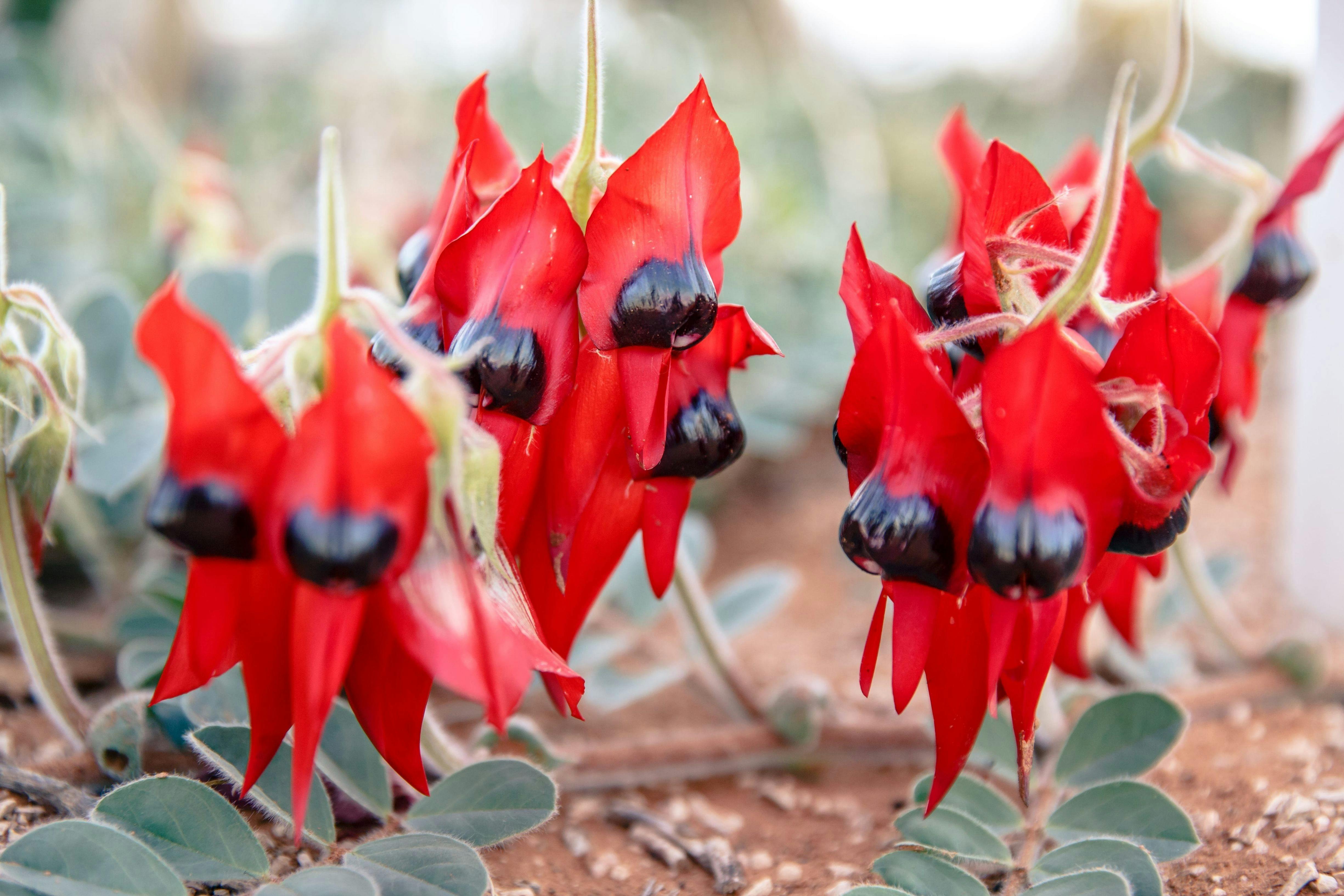 Sturt Desert Pea