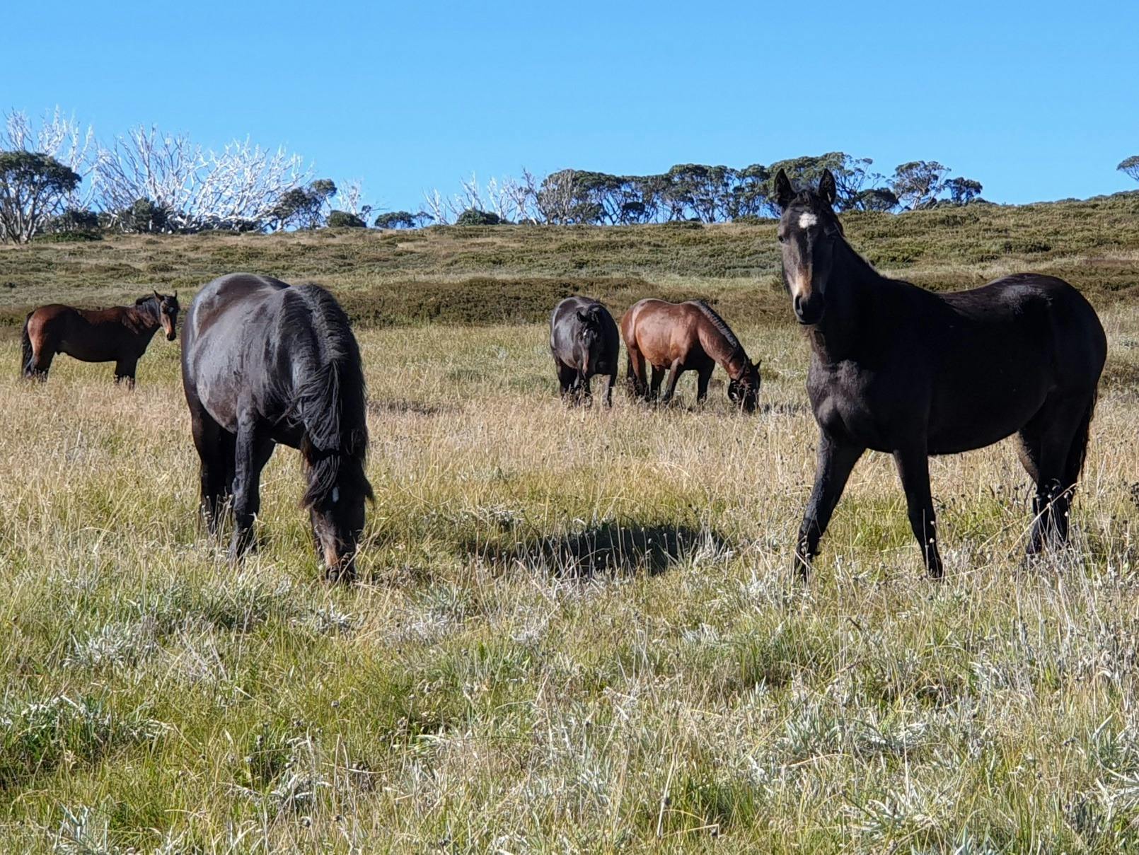 High Country horses seen on the hike