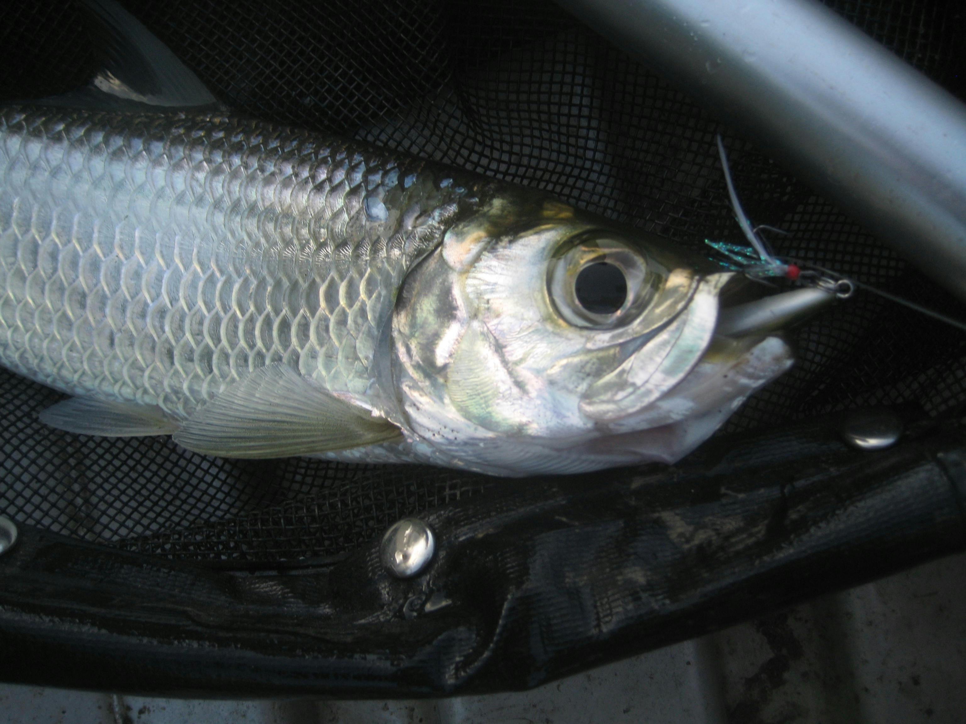 tarpon