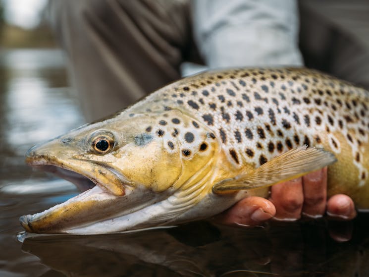 Dry fly fishing during summer for trophy brown trout is a speciality at Snowy Valleys Fly fishing