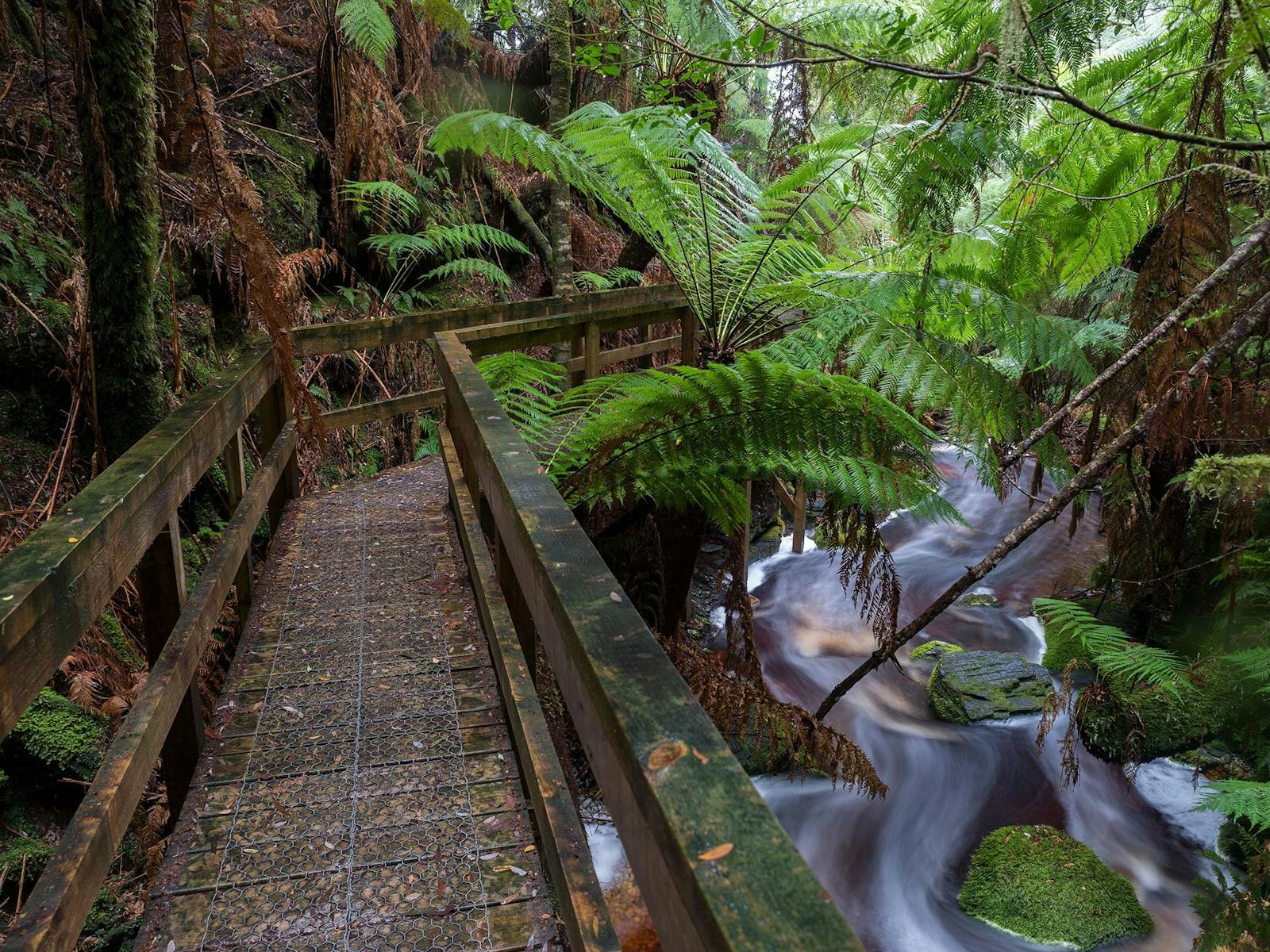Lovers Falls in Tasmania's Tarkine
