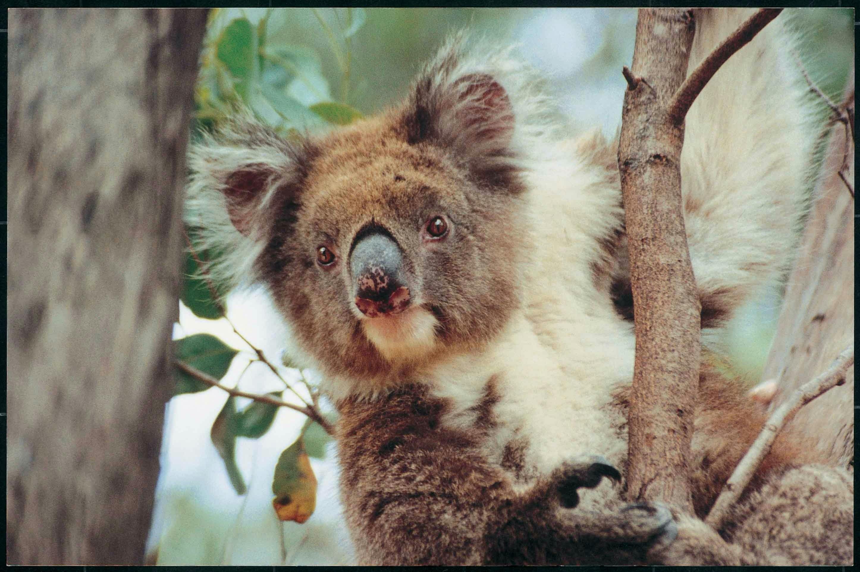 Koala