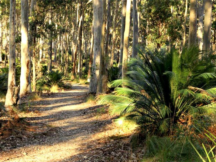 Wooded track, Cullendulla Creek Nature Reserve