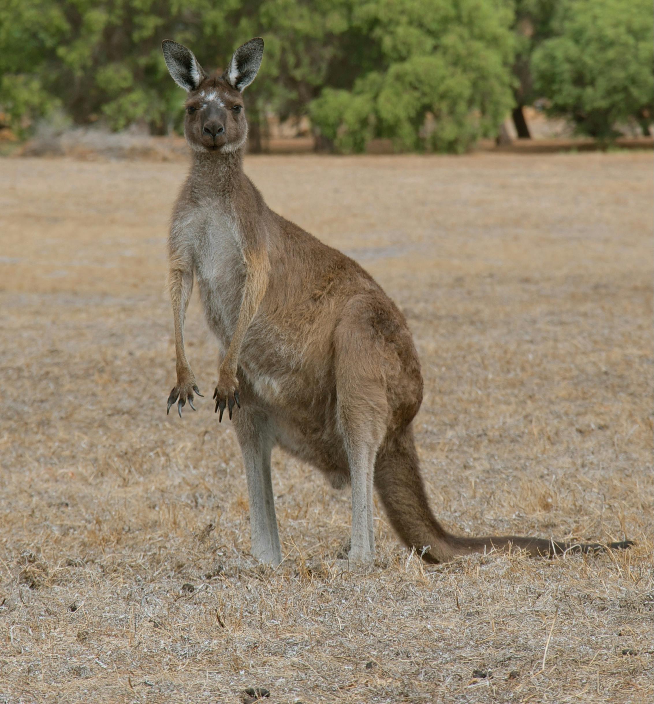 South West Eco Discoveries, Abbey, Western Australia