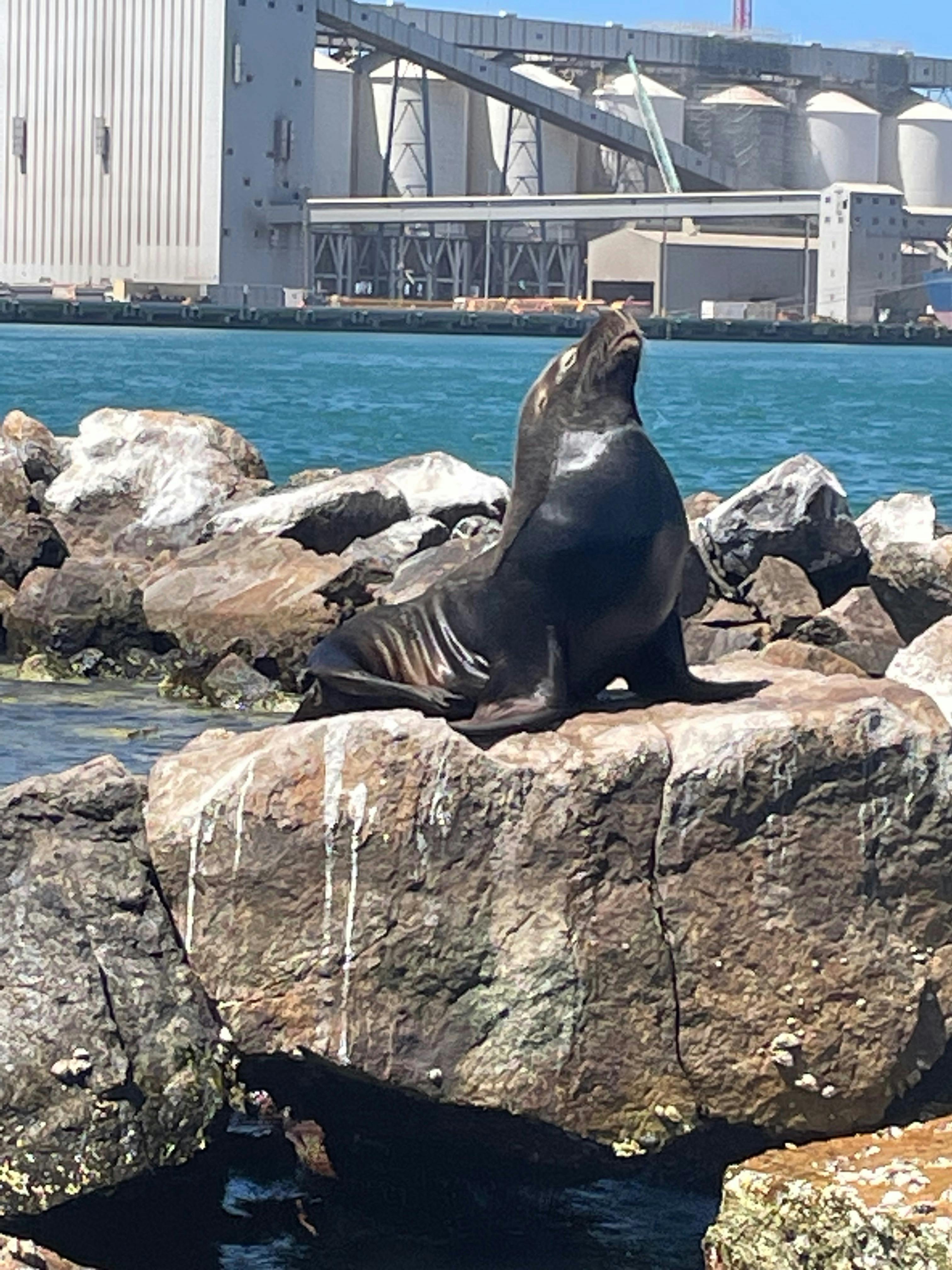Seal Rocks