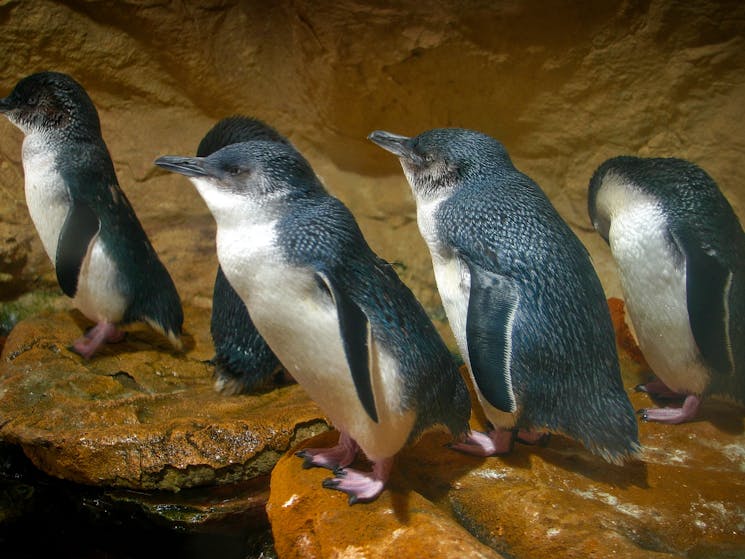 Little Penguins on Montague Island