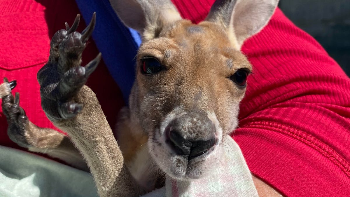 kangaroo and tourist