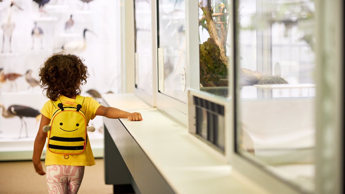 Discovery Centre at Queensland Museum Kurilpa