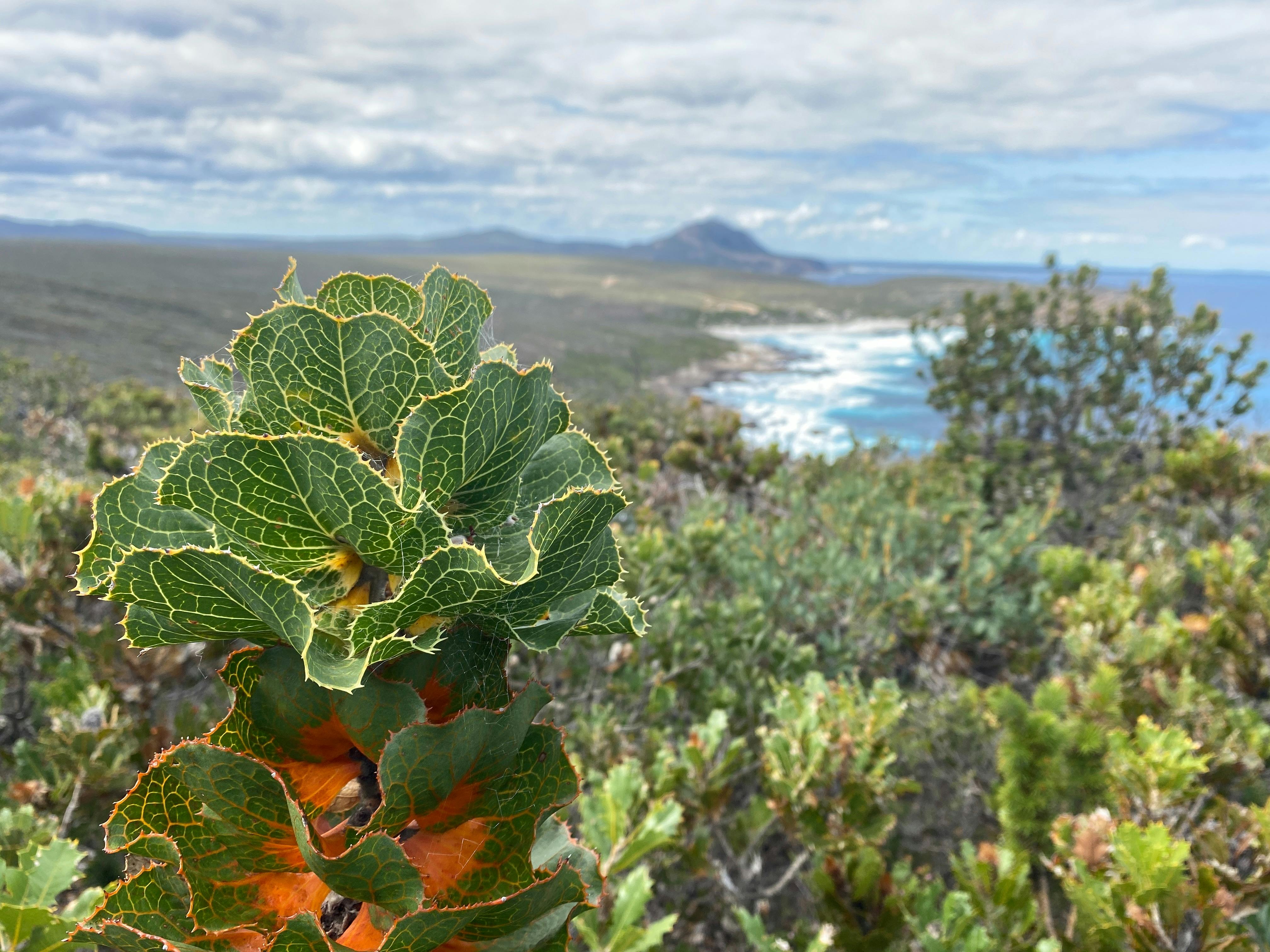 Royal Hakea - East Mt Barren in Background