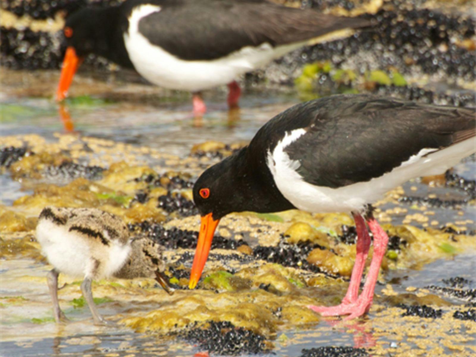 Shorebirds in Spring Creek
