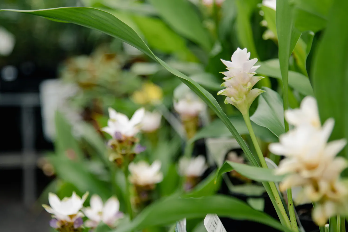 Flowers from The Potting Shed