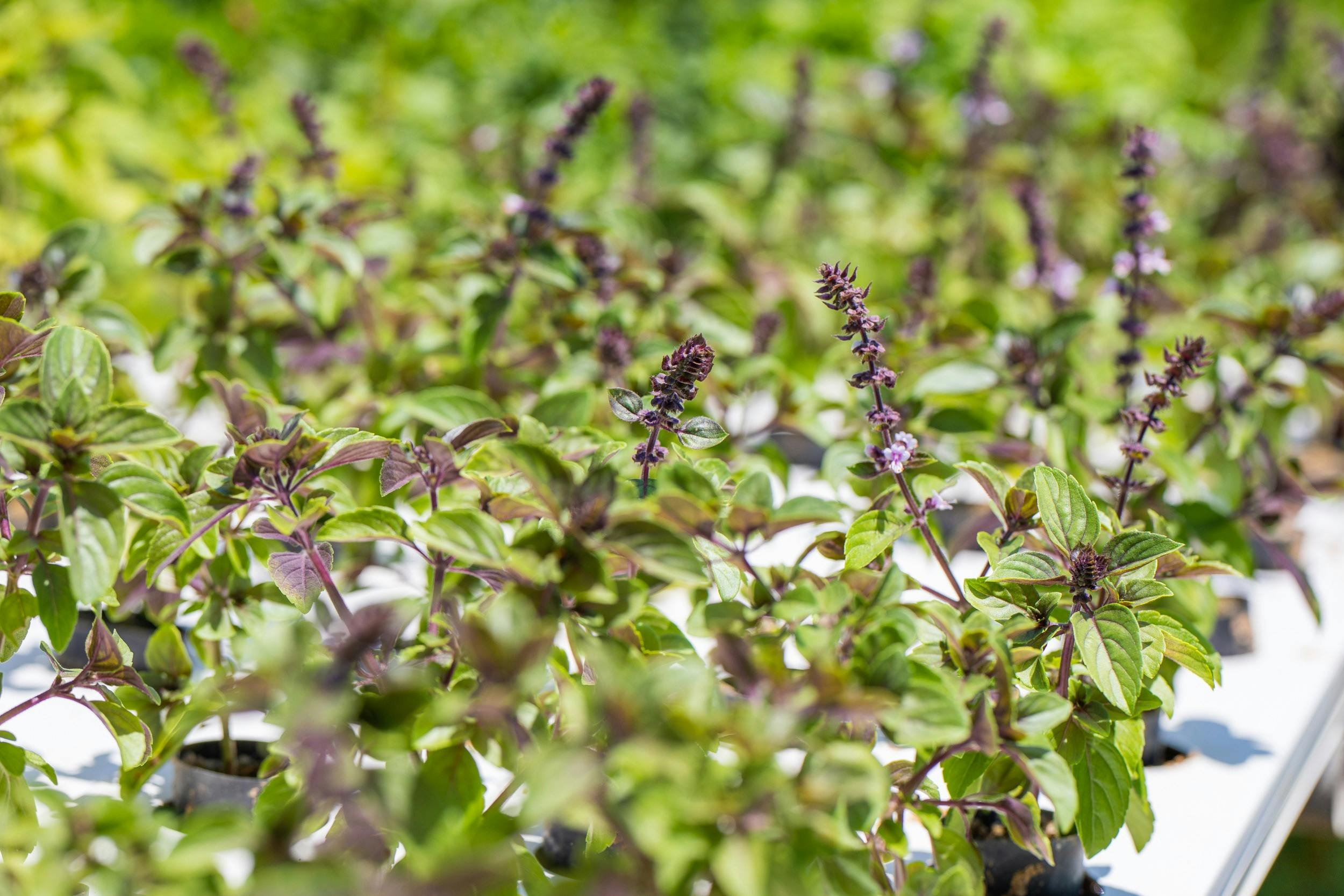 Basilea  Farm Open Day