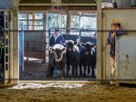 Camden Saleyards