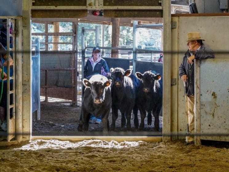 Camden Saleyards