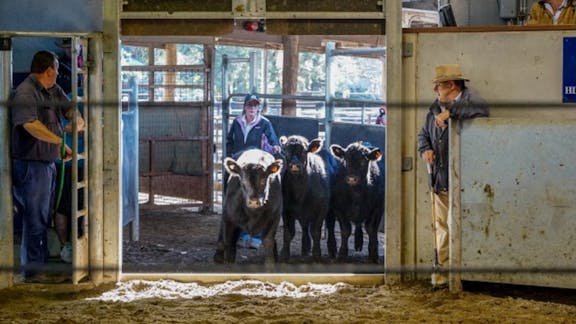 Camden Saleyards