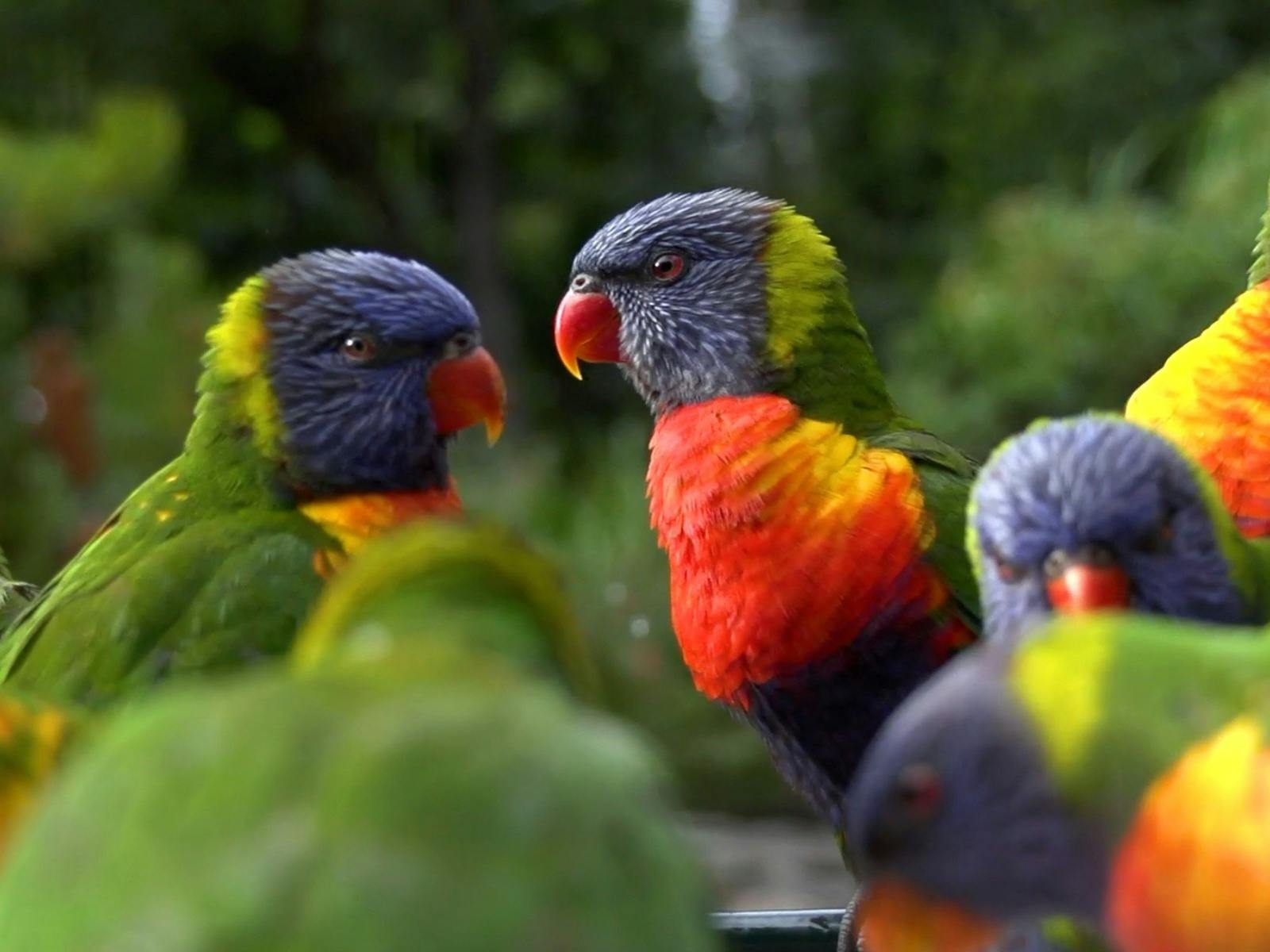 Bird Week at Currumbin Wildlife Sanctuary