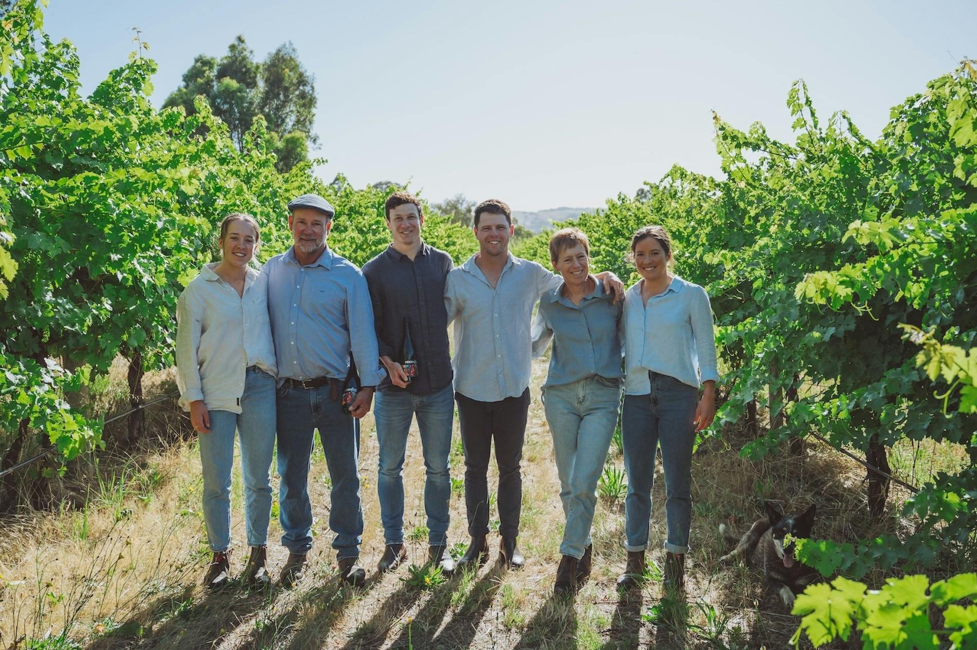 SummerVines:  Vineyard Experience