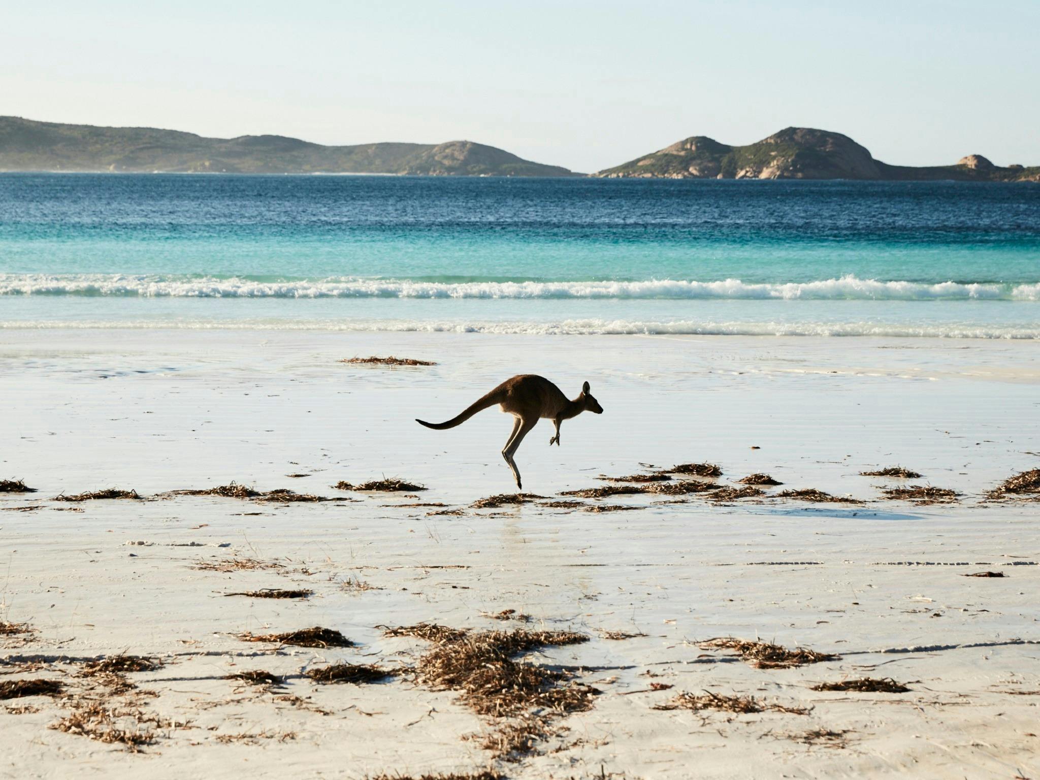 Kangaroo at Lucky Bay, Cape Le Grand National Park, Western Australia