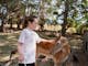 Girl petting the deer at Mansfield Zoo