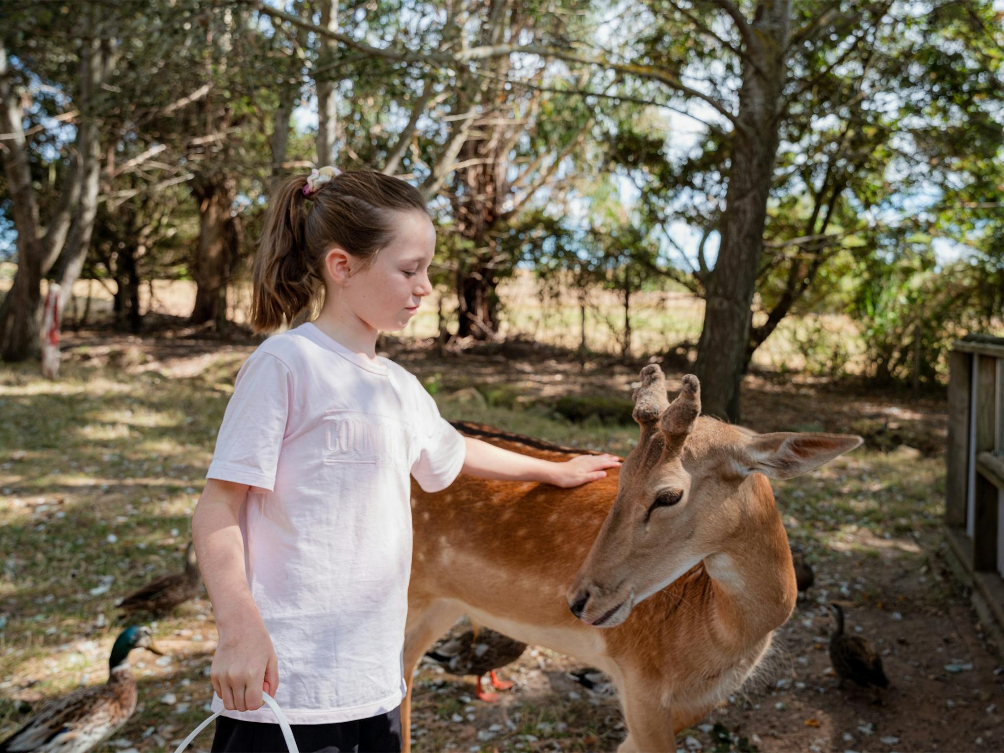 Girl petting the deer at Mansfield Zoo
