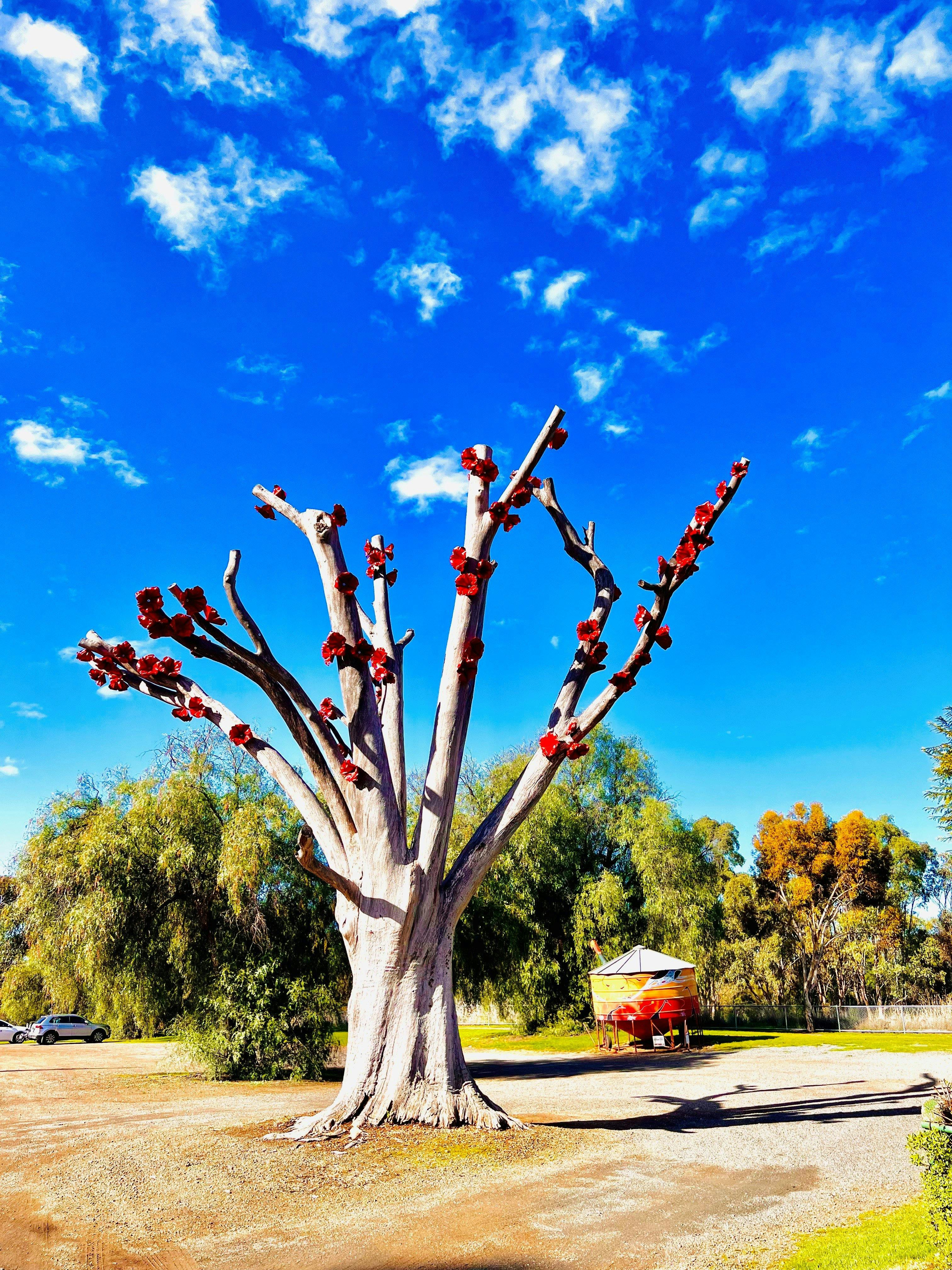 Dookie Flowering Gum and Nomadic Silo Art