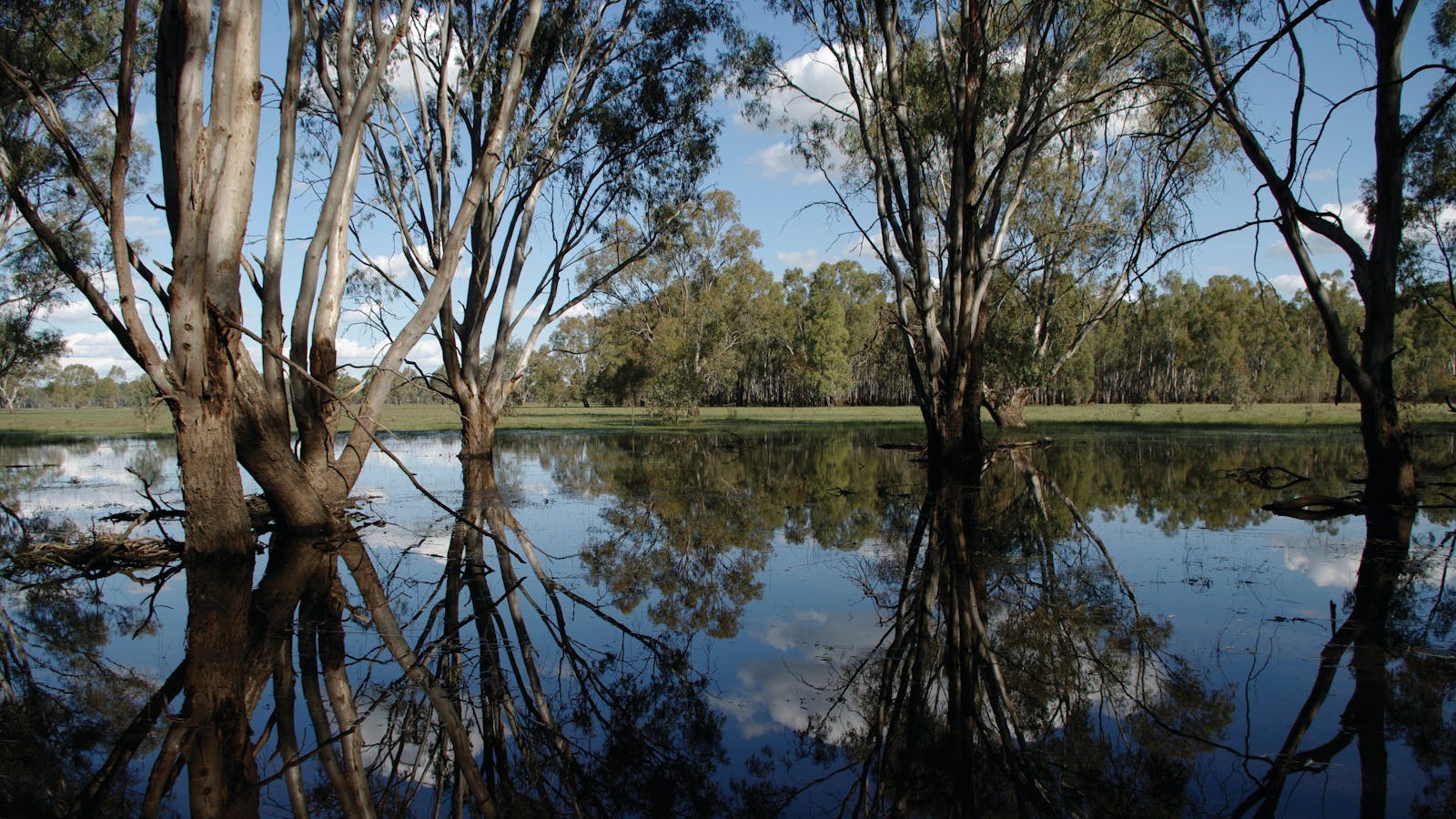 Barmah National Park