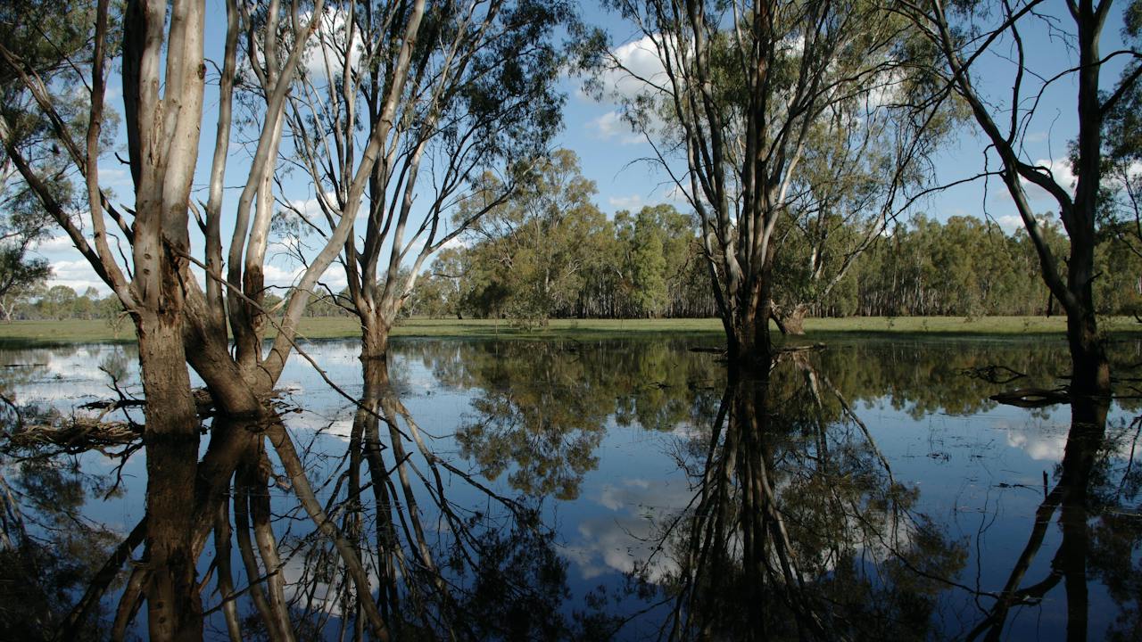 Barmah National Park