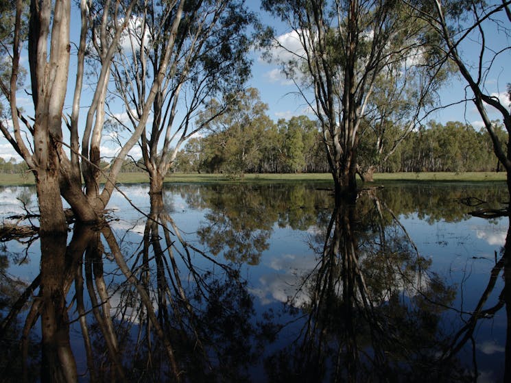 Barmah National Park