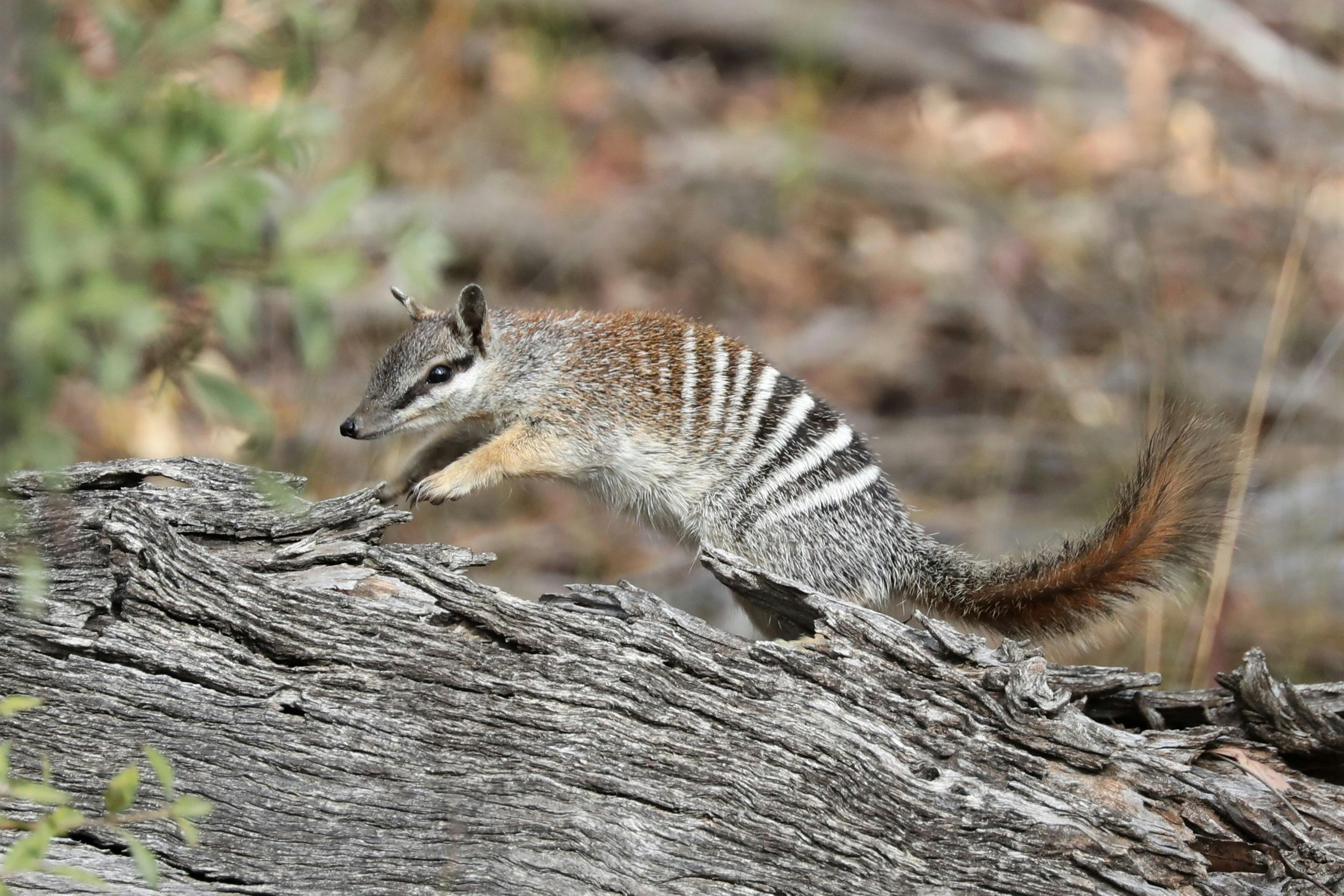 Numbat