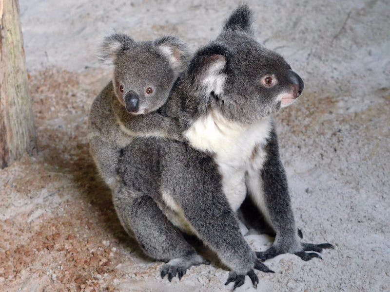 Billabong Zoo Koala and Wildlife Park Port Macquarie Attraction