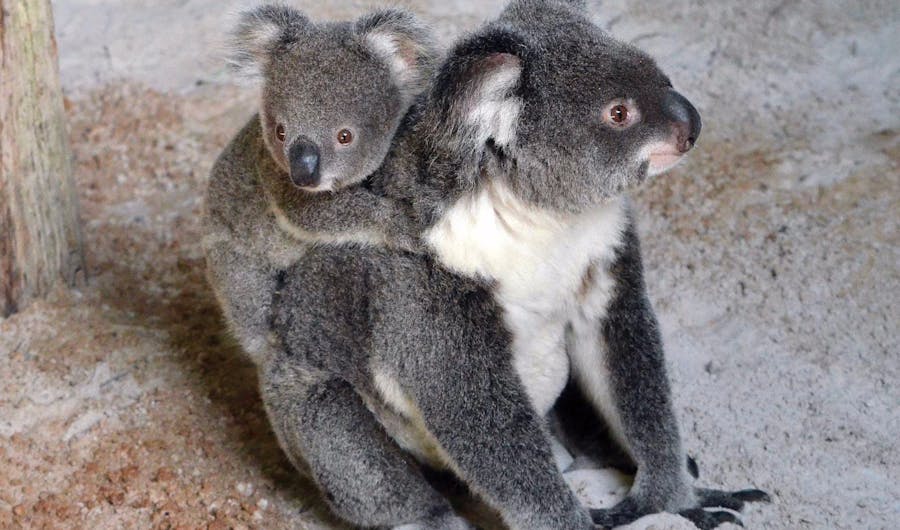 Billabong Zoo: Koala and Wildlife Park Billabong Zoo: Koala and Wildlife Park
