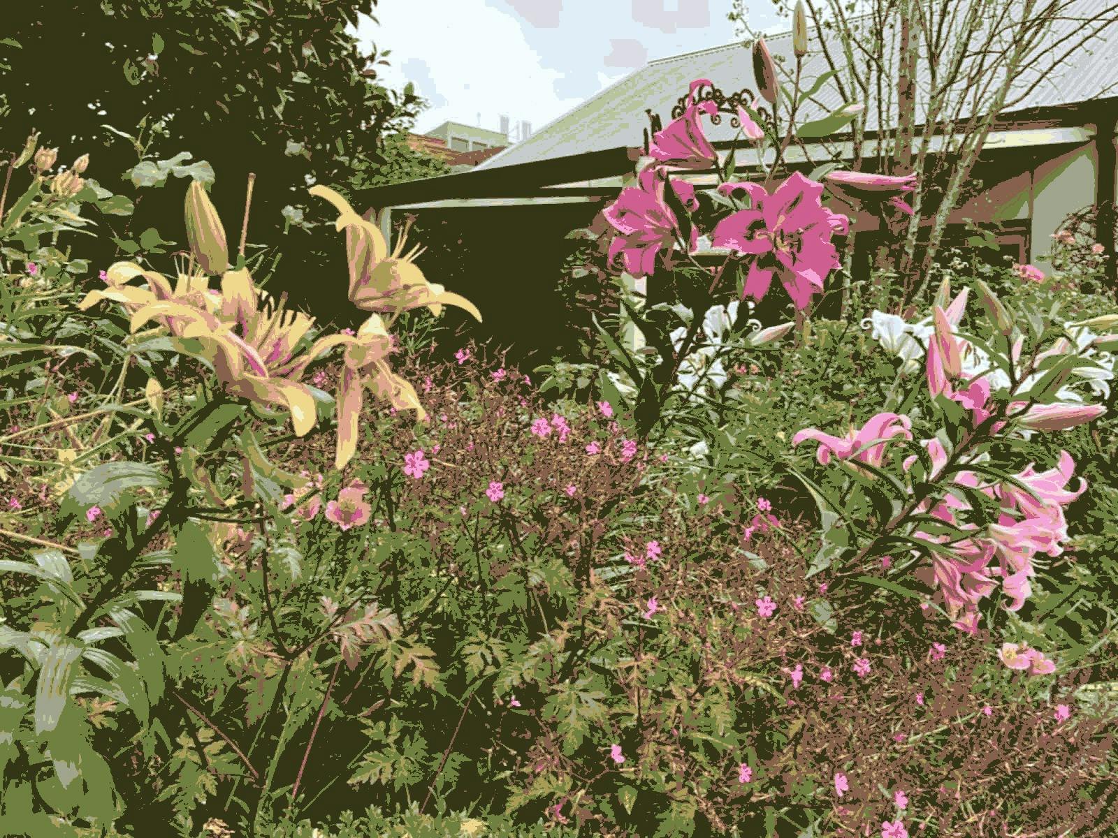 colourful garden